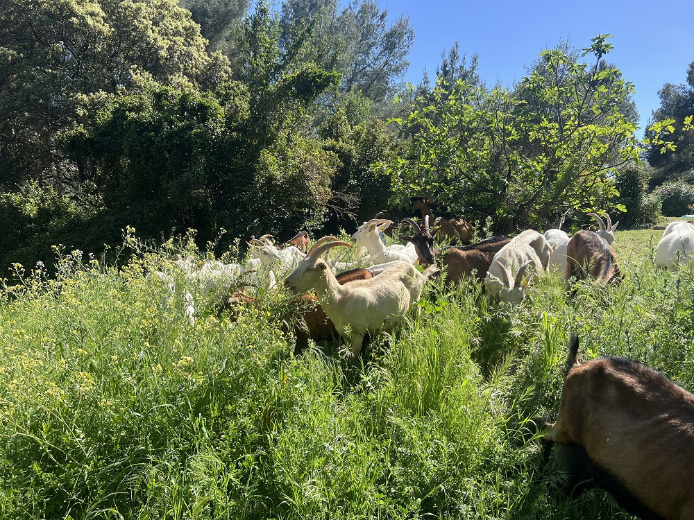 Goat Milking Workshop & Farm Breakfast in Cassis France