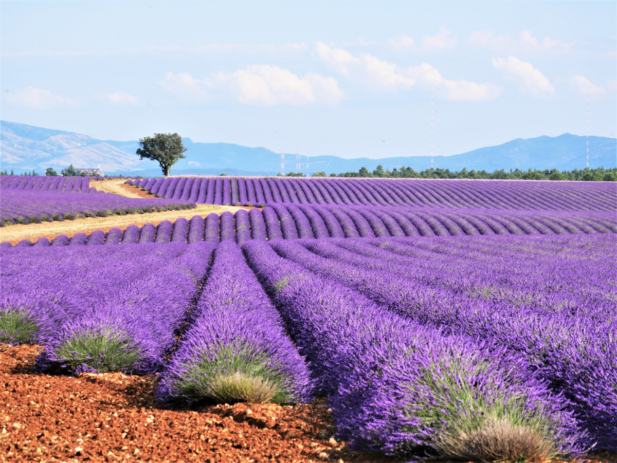 From Cassis: Day trip to Valensole and its lavender fields with private driver