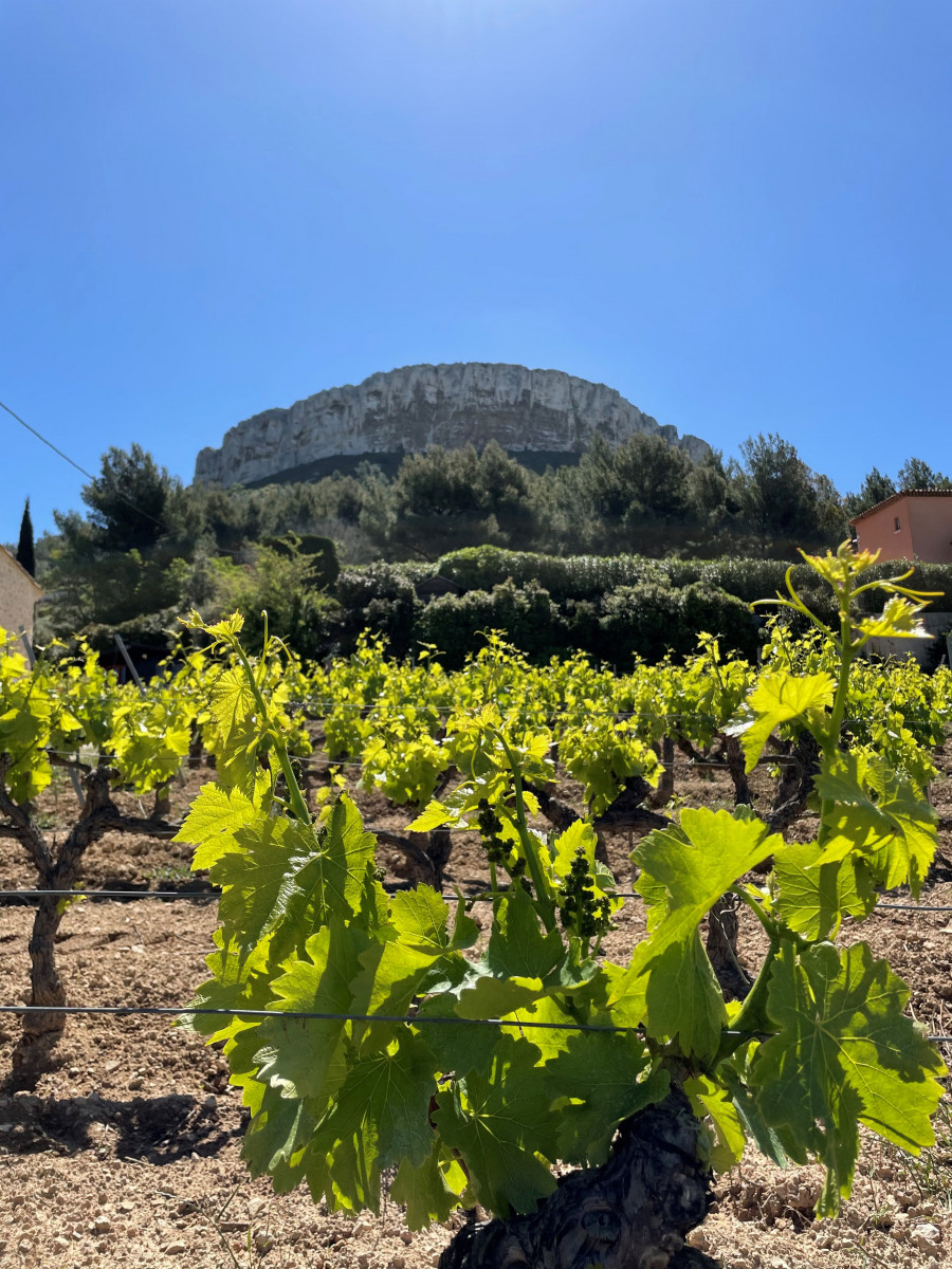 Domaine la Dona Tigana à Cassis