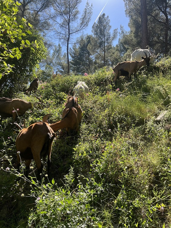 Visite de la chèvrerie de Cassis et dégustation de ses produits fermiers - © Fannélie Lecat Santini Visite de la chèvrerie de Cassis et dégustation de ses produits fermiers