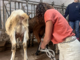 Goat Milking Workshop & Farm Breakfast in Cassis France