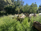 Goat Milking Workshop & Farm Breakfast in Cassis France
