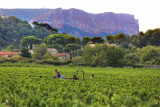 Cassis Bodin : Visit of a Cassis AOC vineyard and tasting of 5 wines