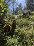 Goat Farm Visit and Tasting of Farm-Made Products in Cassis France