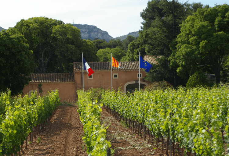 A VTT électrique : Visite des Domaines Viticoles (AOC Cassis) avec dégustation avec Calank Bike