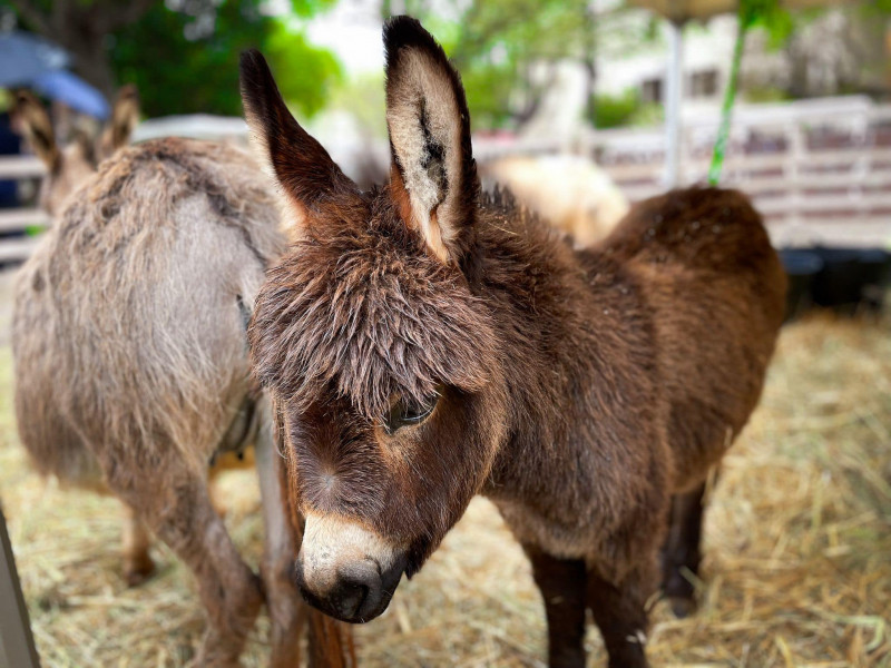 Bon plan : Cassis au jardin du 4 au 6 avril 2026 à Cassis Calanques Provence - © E.Ruf@VilledeCassis Bon plan : Cassis au jardin du 4 au 6 avril 2026 à Cassis Calanques Provence