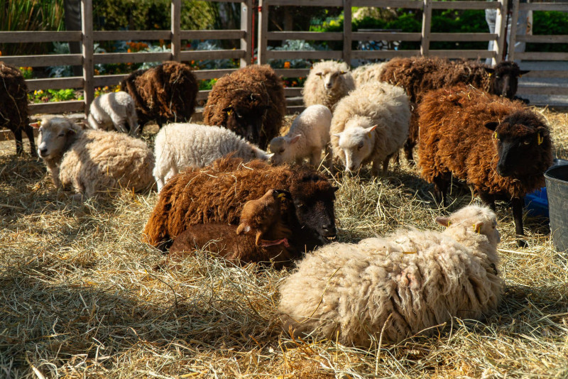 Bon plan : Cassis au jardin du 4 au 6 avril 2026 à Cassis Calanques Provence - © E.Ruf@VilledeCassis Bon plan : Cassis au jardin du 4 au 6 avril 2026 à Cassis Calanques Provence
