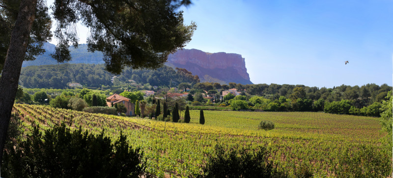 CASSIS BODIN : VISITE DU VIGNOBLE AOC CASSIS ET DÉGUSTATION DE 5 VINS