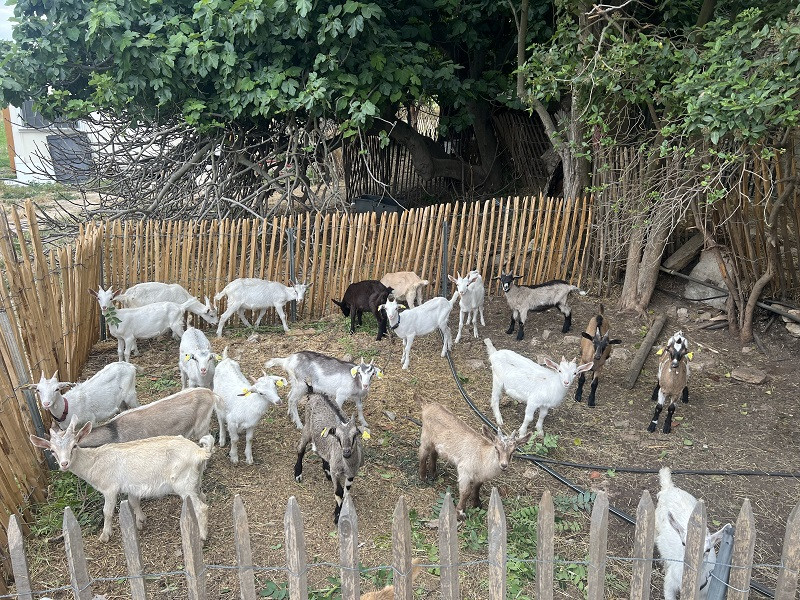 Goat Farm Visit and Tasting of Farm-Made Products in Cassis France