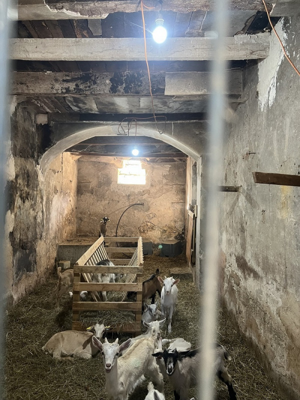 Goat Farm Visit and Tasting of Farm-Made Products in Cassis France
